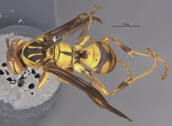Media type: image;   Entomology 33159 Aspect: habitus dorsal view